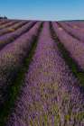 A field of Lavender-in bloom Sault-Provence-France Art Print